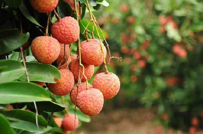 5 món ngon phải thưởng thức khi về Hải Dương