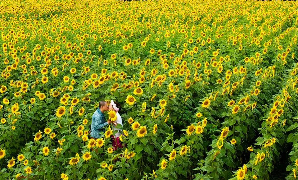 Bộ ảnh kỷ niệm ngày cưới siêu lãng mạn ở xứ sở ngàn hoa Đà Lạt