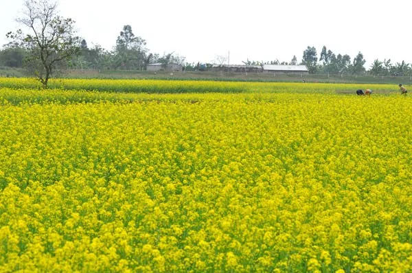 Cánh đồng hoa cải vàng bạt ngàn ở Vũ Thư Thái Bình