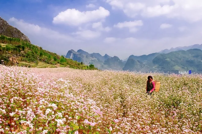 Cao nguyên đá mùa hoa nở