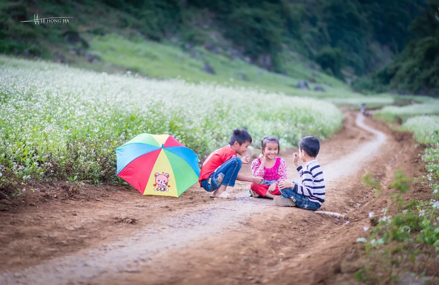 Có một Mộc Châu tháng 12 huyền ảo cải trắng và rực rỡ dã quỳ