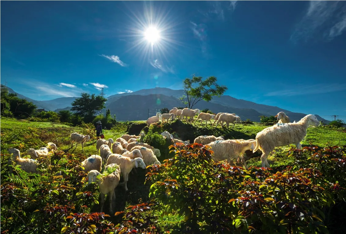 Cuộc sống của những chú cừu ở Ninh Thuận