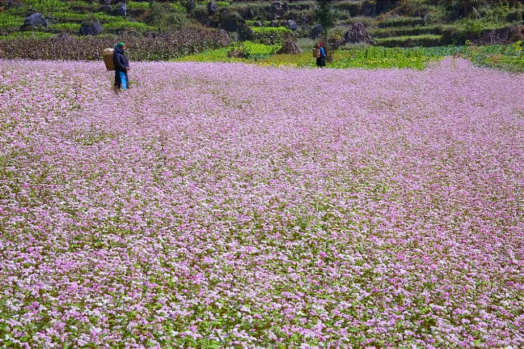 Đắm mình trong những cánh đồng hoa cực đẹp ở Việt Nam