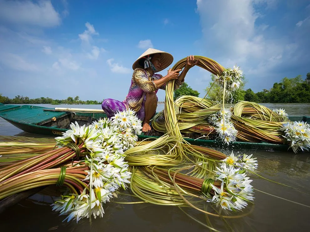 Đến miền Tây xem hái bông súng mùa nước nổi