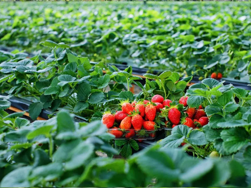 Du lịch Đà Lạt ghé thăm vườn dâu tây chín mọng