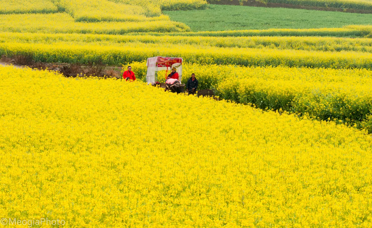 Du lịch La Bình ngắm cánh đồng hoa cải vàng đẹp ngất ngây
