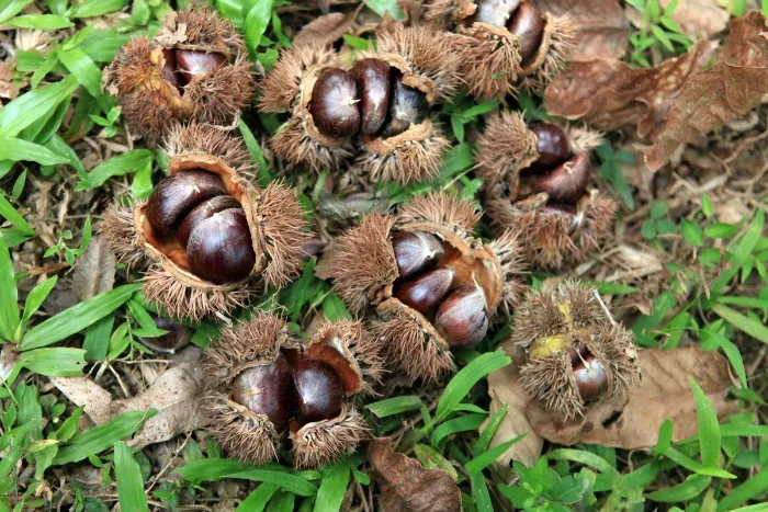 Hạt dẻ Trùng Khánh – Món quà đặc sản ở Cao Bằng