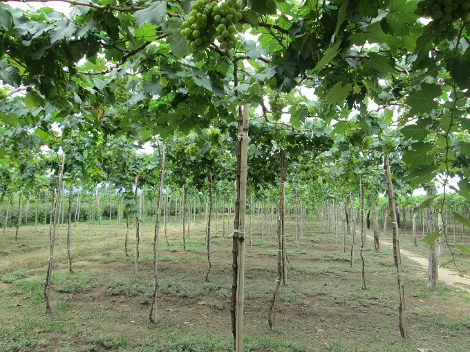 Hè về khám phá vườn nho Ninh Thuận