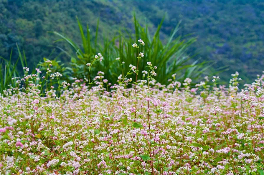 Kinh nghiệm phượt Hà Giang mùa tam giác mạch