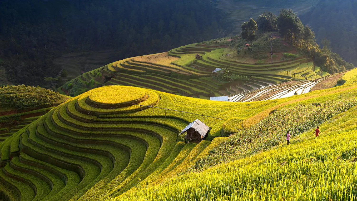 Mù Cang Chải rực vàng giữa mùa thu