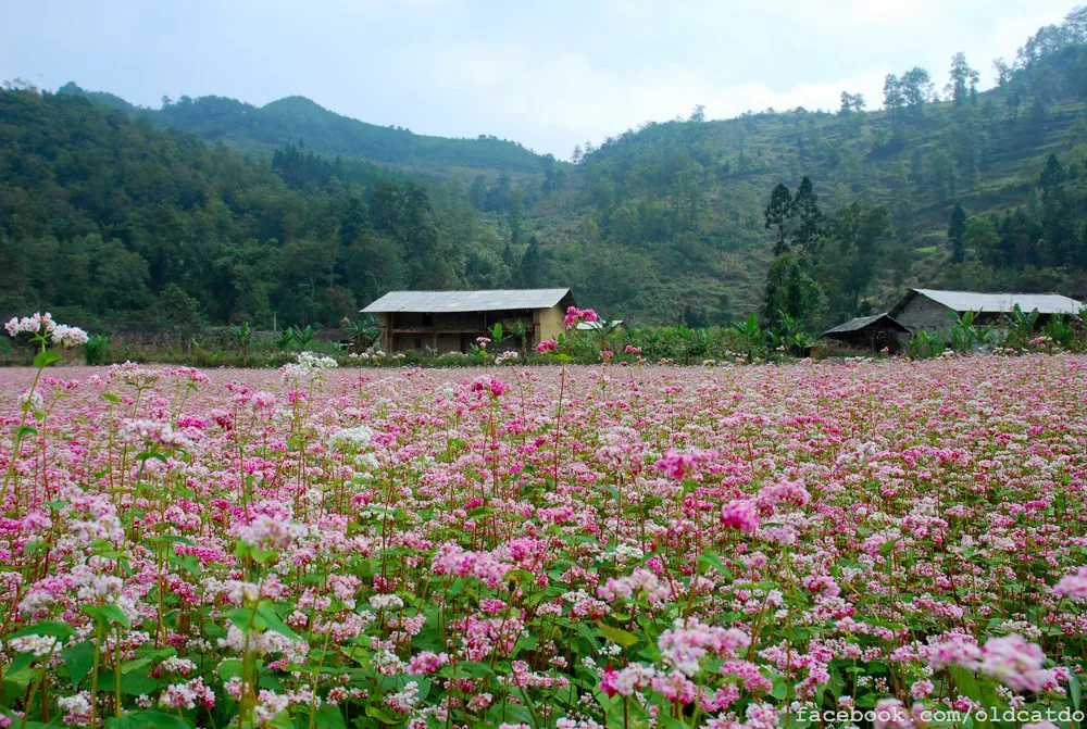 Mùa hoa tam giác mạch mơ màng trên cao nguyên đá