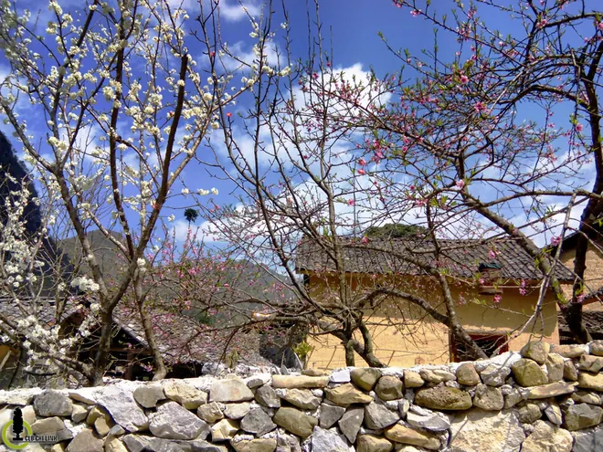 Ngắm hoa đào, hoa mận nở bung trên cao nguyên đá Hà Giang