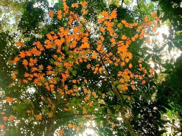 Ngắm lá phong Đà Lạt rực rỡ chớm đông