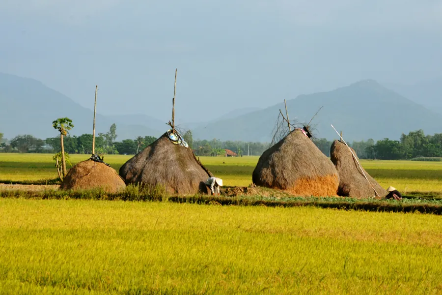 Ngất ngây với cảnh đẹp ở Phú Yên trong Tôi thấy hoa vàng trên cỏ xanh