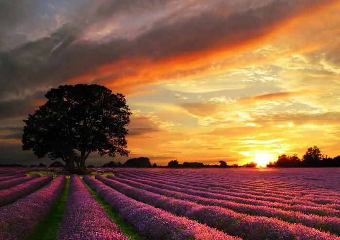 Những địa điểm ngắm lavender mùa hạ