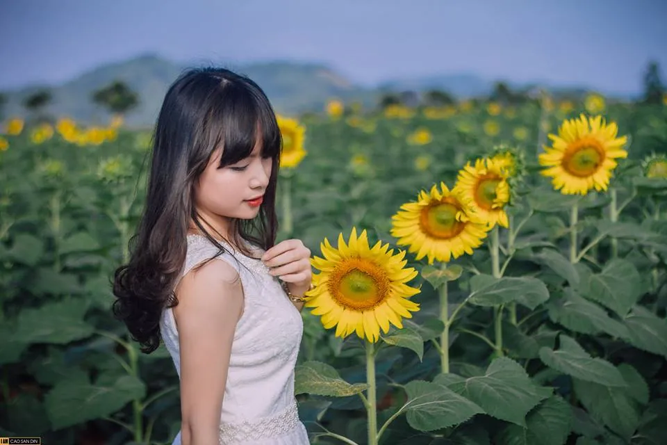 Kinh nghiệm ngắm hoa hướng dương ở Nghệ An