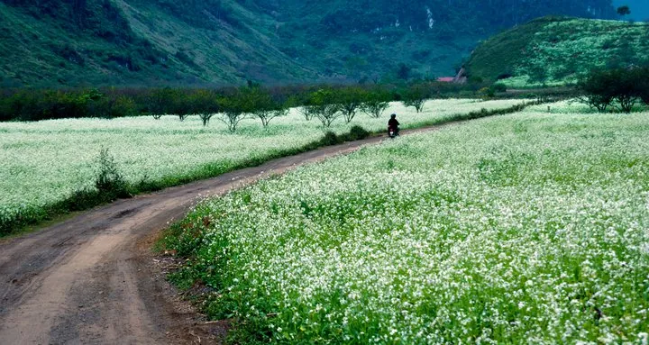 Những trải nghiệm nhất định phải thử khi du lịch Mộc Châu