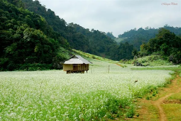 Kinh nghiệm du lịch Mộc Châu (hướng dẫn chi tiết)