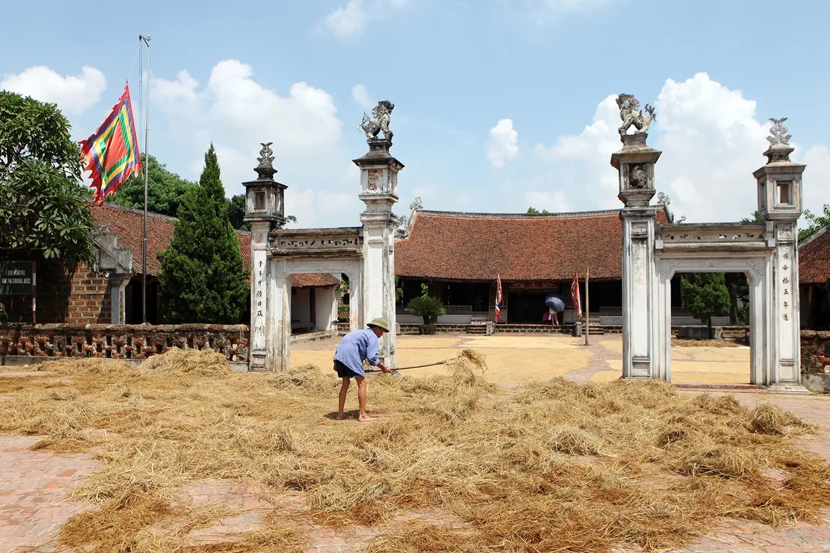 Rơm vàng trải khắp Đường Lâm