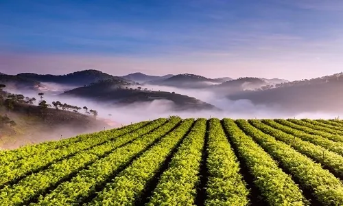 Săn mây ở làng chè trăm tuổi ở Đà Lạt