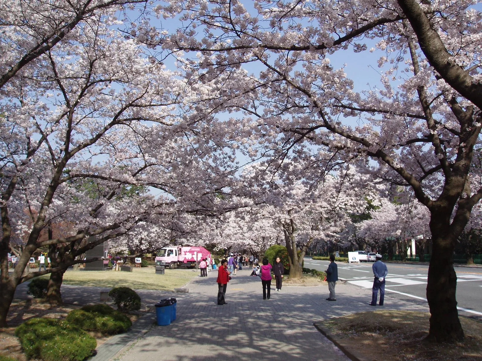 Seoul mùa hoa anh đào