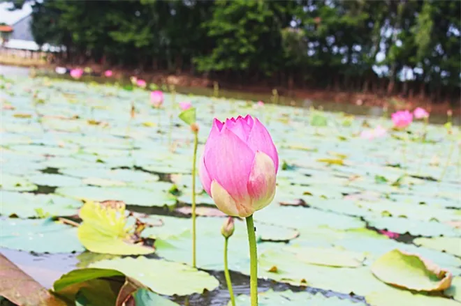 Thăm Búng Bình Thiên ngắm bông nhút rực rỡ mùa nước nổi