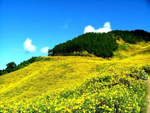 Tháng 10 Đà Lạt rực vàng mùa hoa dã quỳ