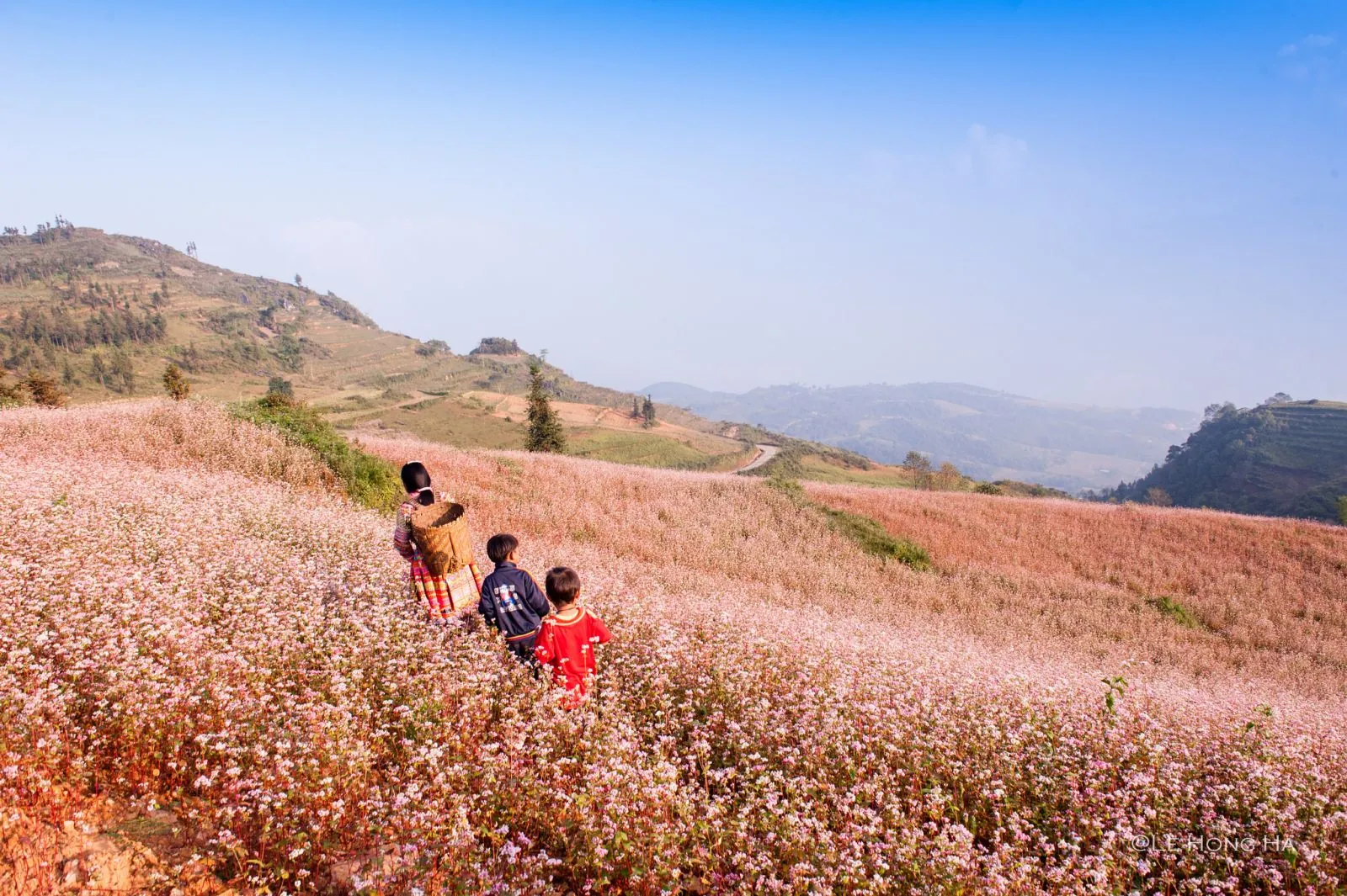 Tháng 10 rủ nhau du lịch Hà Giang ngắm hoa tam giác mạch