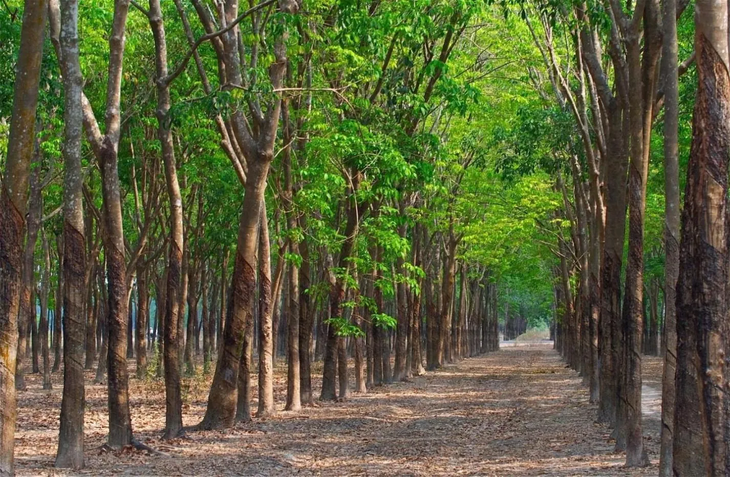 Về Bình Phước khám phá thiên nhiên hoang sơ