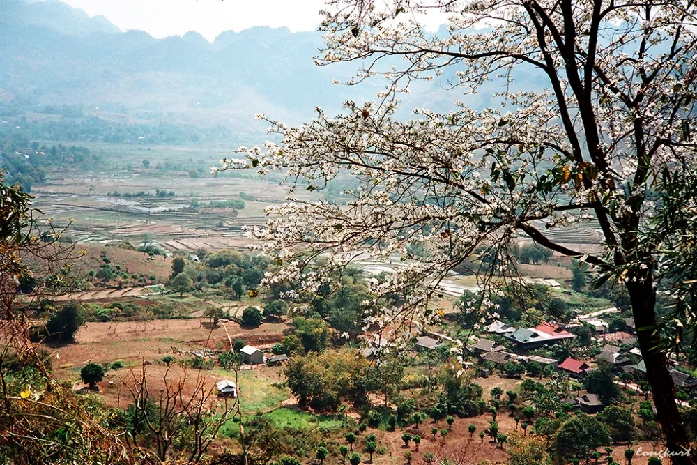 Vẻ đẹp của hoa ban và ruộng lúa Tây Bắc mùa xuân
