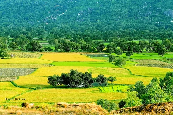 Vẻ đẹp của những đồng lúa vàng rực rỡ ngày cuối năm