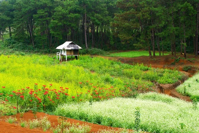Cảnh sắc tươi đẹp của mùa đông Mộc Châu