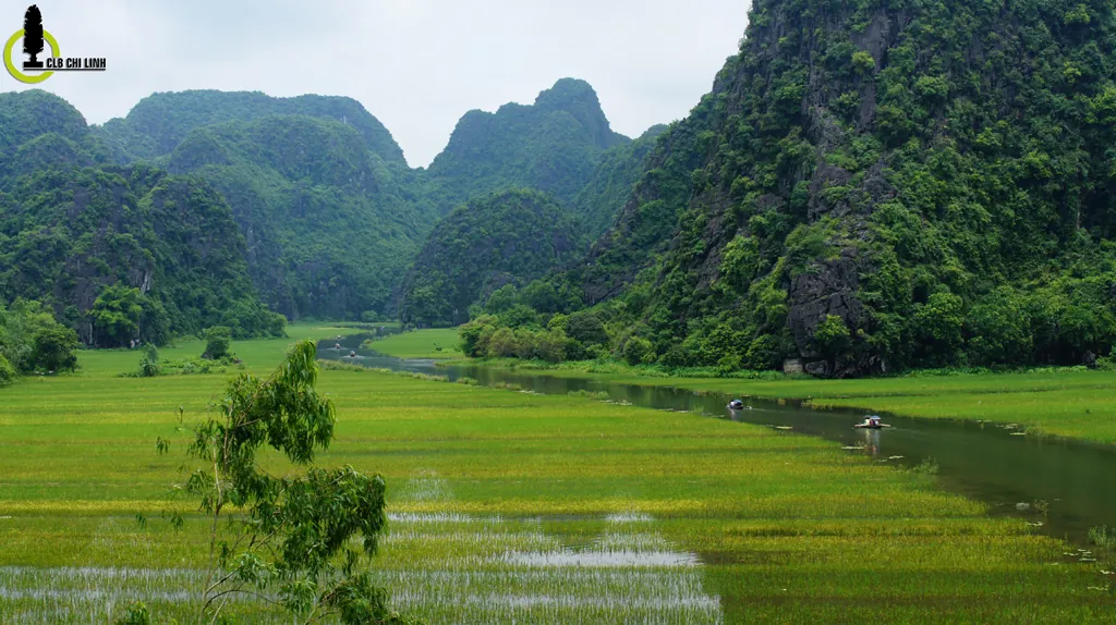 Về Tam Cốc mùa lúa