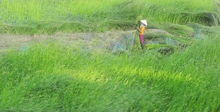 Về Tam Quan mục sở thị cánh đồng cói xanh mướt mát