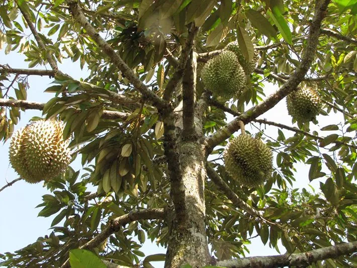 Vườn cây ăn trái Cái Mơn