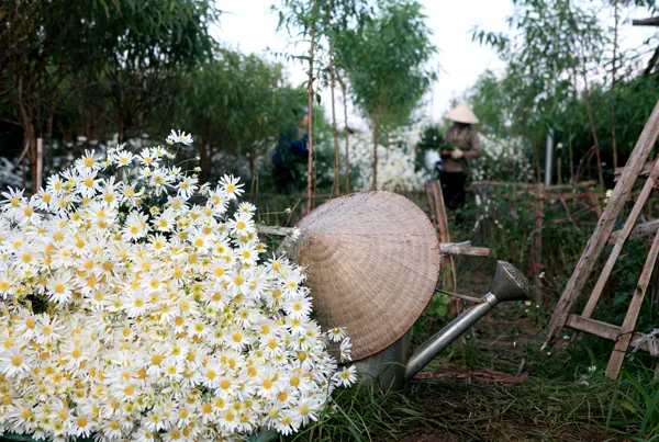Xuống vườn cúc họa mi ngày chớm đông