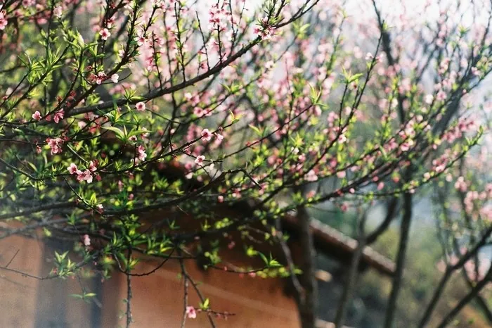 Y Tý bốn mùa như mây