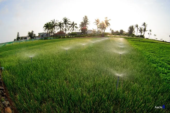 Khám phá thiên đường du lịch đảo Lý Sơn cảnh đẹp đảo lý sơn