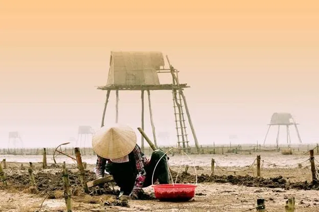 Cảnh đẹp Đồng Châu sáng sớm cảnh đẹp đồng châu thái bình
