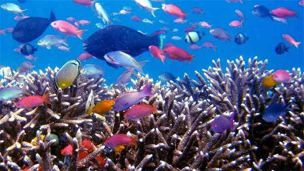 du lịch raja ampat