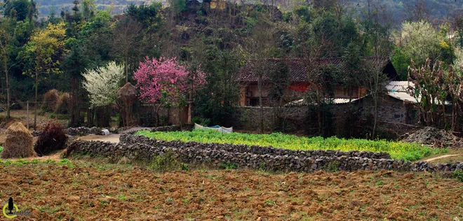 hoa đào hoa mận ở hà giang