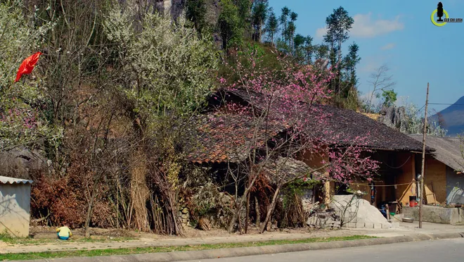 hoa đào hoa mận ở hà giang