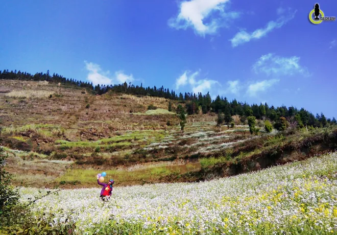 hoa đào hoa mận ở hà giang