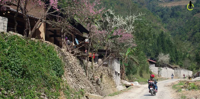hoa đào hoa mận ở hà giang