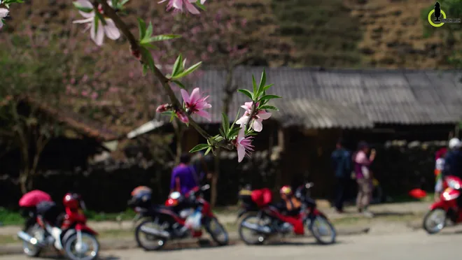 hoa đào hoa mận ở hà giang