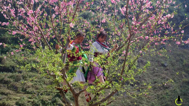 hoa mận hoa đào hà giang