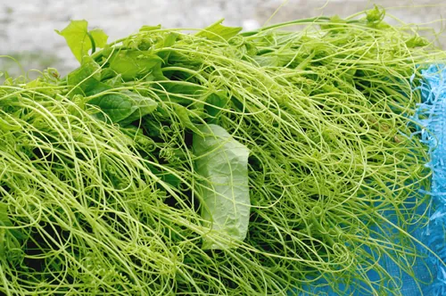 kinh nghiệm du lịch tam đảo