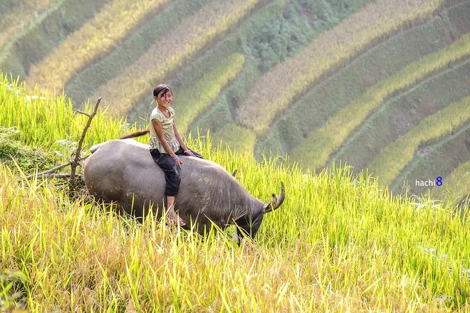 Nụ cười trẻ em Mù Cang Chải mùa lúa chín mù cang chải mùa lúa chín