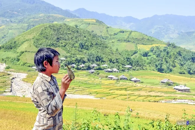 Nụ cười trẻ em Mù Cang Chải mùa lúa chín mù cang chải mùa lúa chín