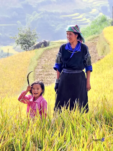 Nụ cười trẻ em Mù Cang Chải mùa lúa chín mù cang chải mùa lúa chín
